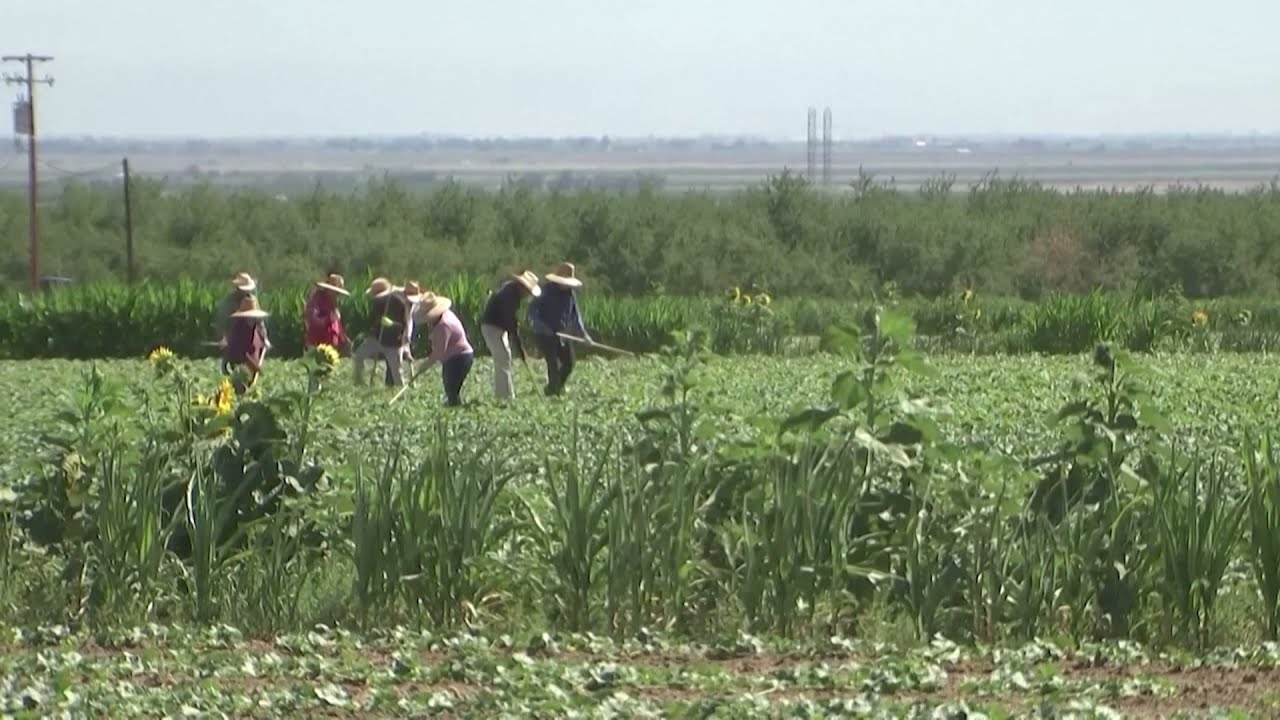 美國半數農場雇用非法移民 川普驅逐政策恐衝擊食品價格｜20250322 全球現場深度週報