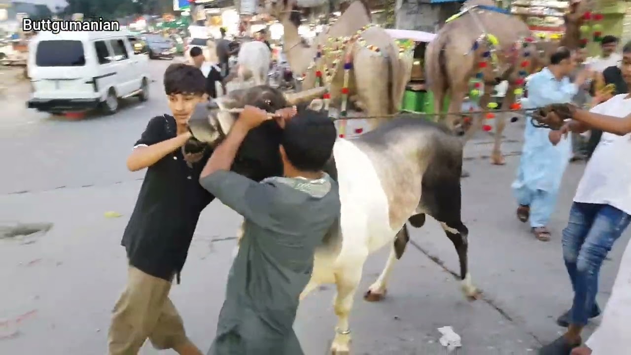 Rawalpindi lalkurti mein Qurbani k janwron ka chand raat mela | bakra Eid 2020 in Rawalpindi