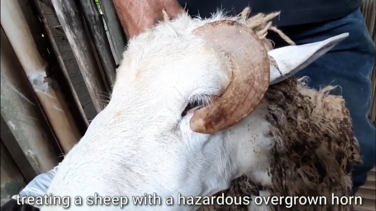 cutting of hazardous horn growth in Sheep