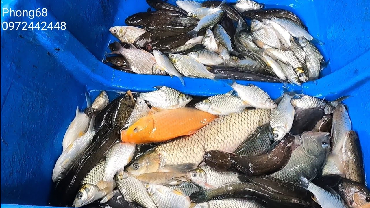 4f nhỏ // Phong68