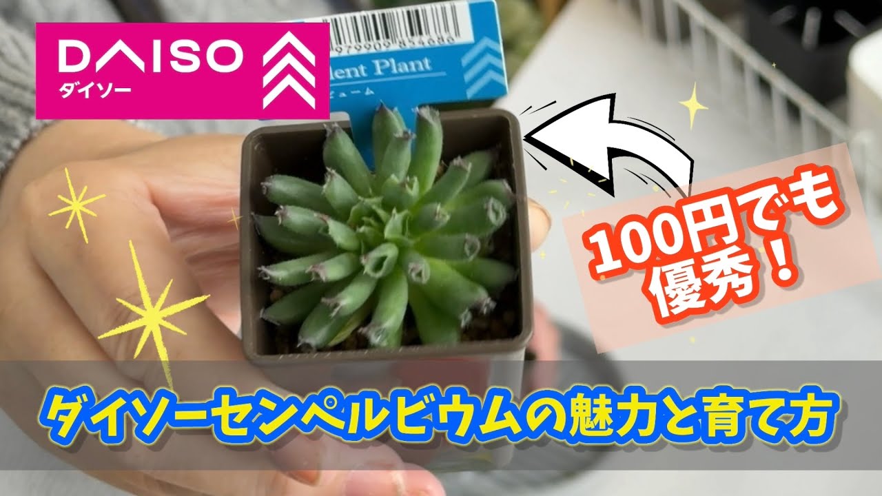 100円とは思えない！ダイソーのセンペルビウムの育て方・植え替え #ダイソー #daiso #多肉植物 #succulent 