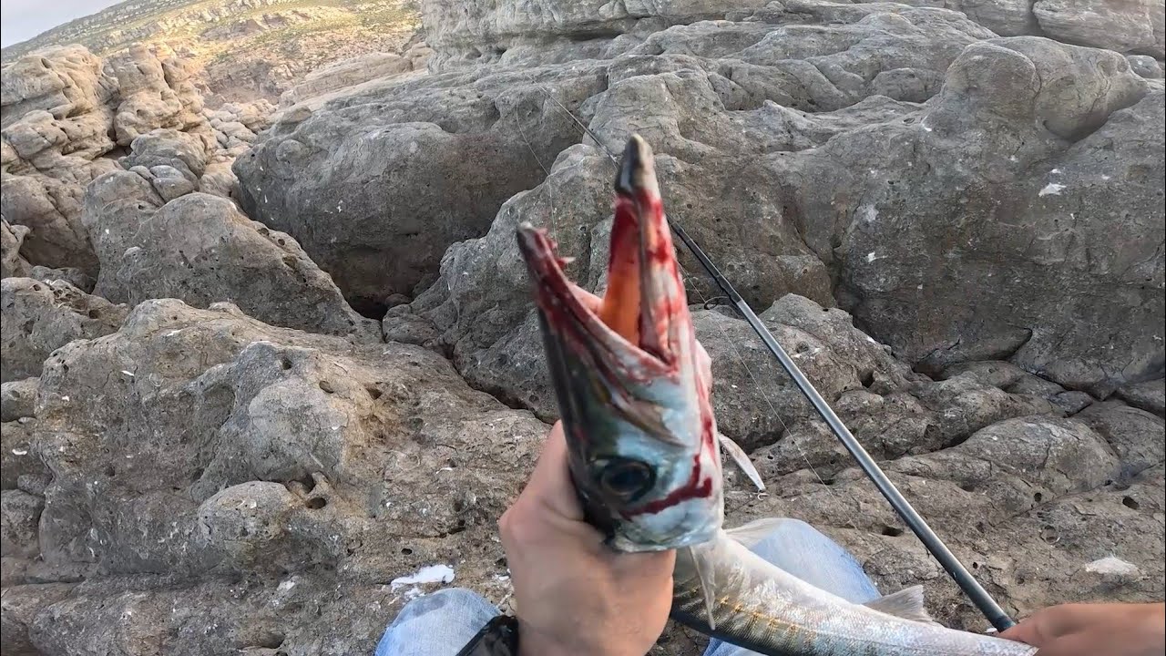 صيد سمكة الطوربيد 😯 البراكودا  🐟بطريقة سبينينغ🎣