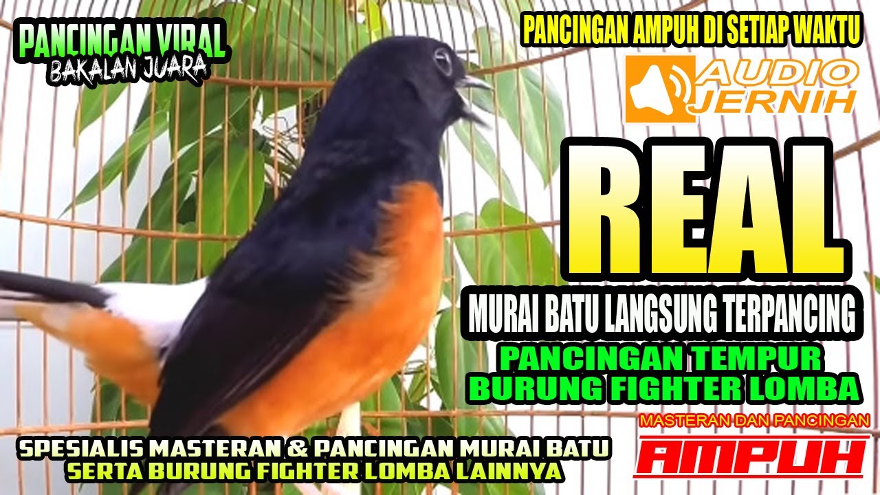 AWALNYA JADI PANCINGAN KEMUDIAN JADI MASTERAN❤❤MURAI BATU HUTAN GACOR