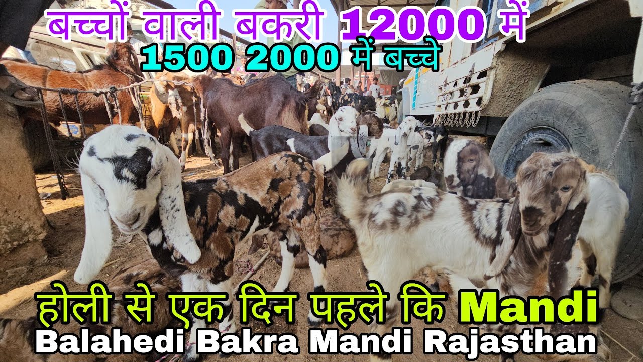 Holi se Ek din Pehle Ki Mandi Updates Ramadan me Sasti hue Bazar Balahedi Bakra Mandi Rajasthan#goat