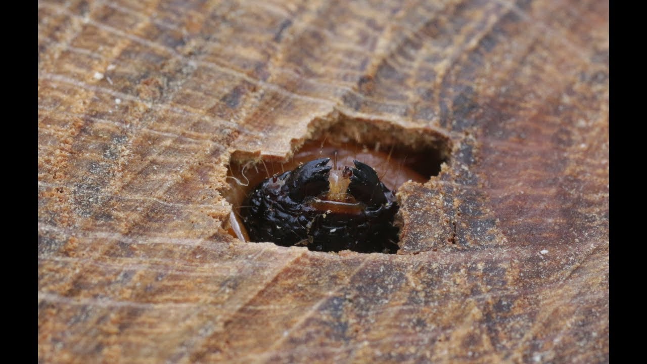 De Wilgenhoutrups (Cossus cossus) in detail, kaken, vraatgangen in een levende boom.