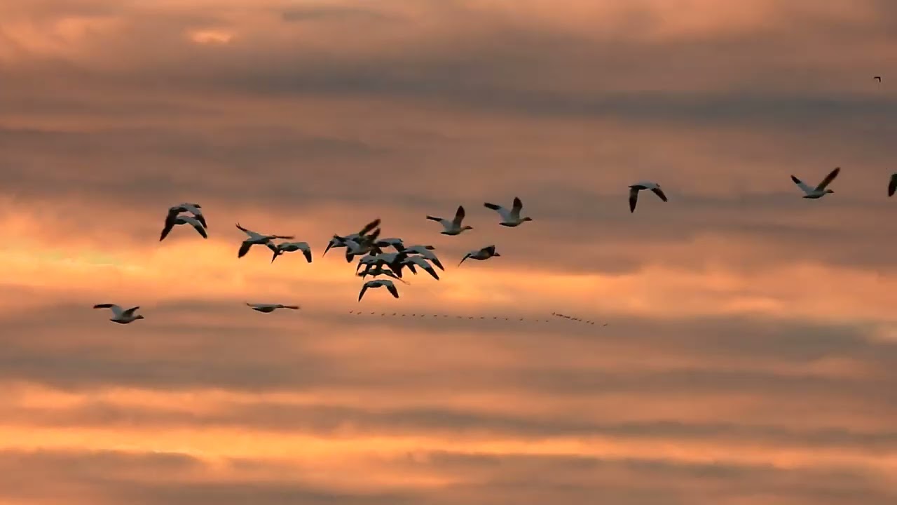 1/28/24 - Part 2 Colusa National Wildlife Refuge Sunset Lighting Watching