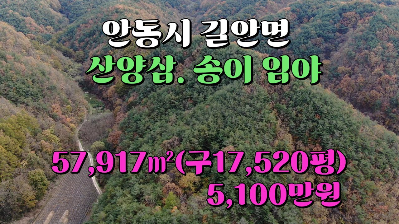 안동시 길안면 송이임야