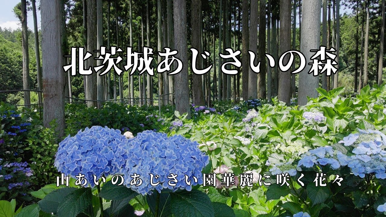 北茨城あじさいの森