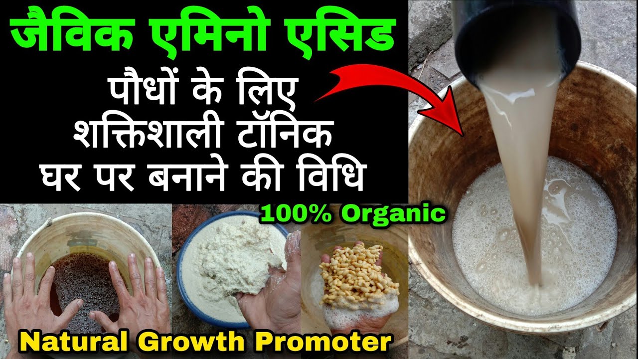 जैविक एमिनो एसिड बनाने की विधि | Make Organic AMINO ACID as a Growth Promoter for better Crop Yields