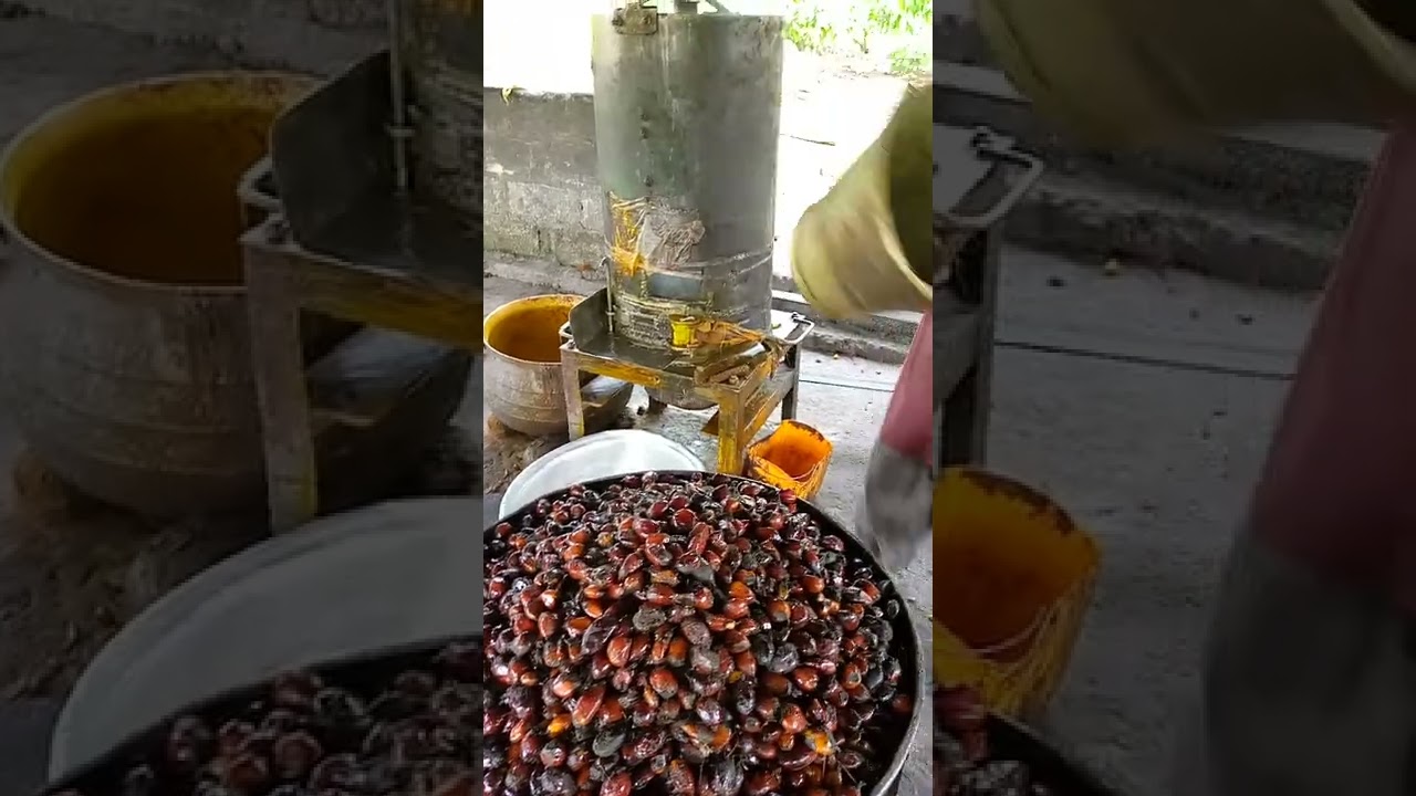 FIRST OF IT KIND,HOW PALM OIL WORKS ,WOW AMAZING 😍👎