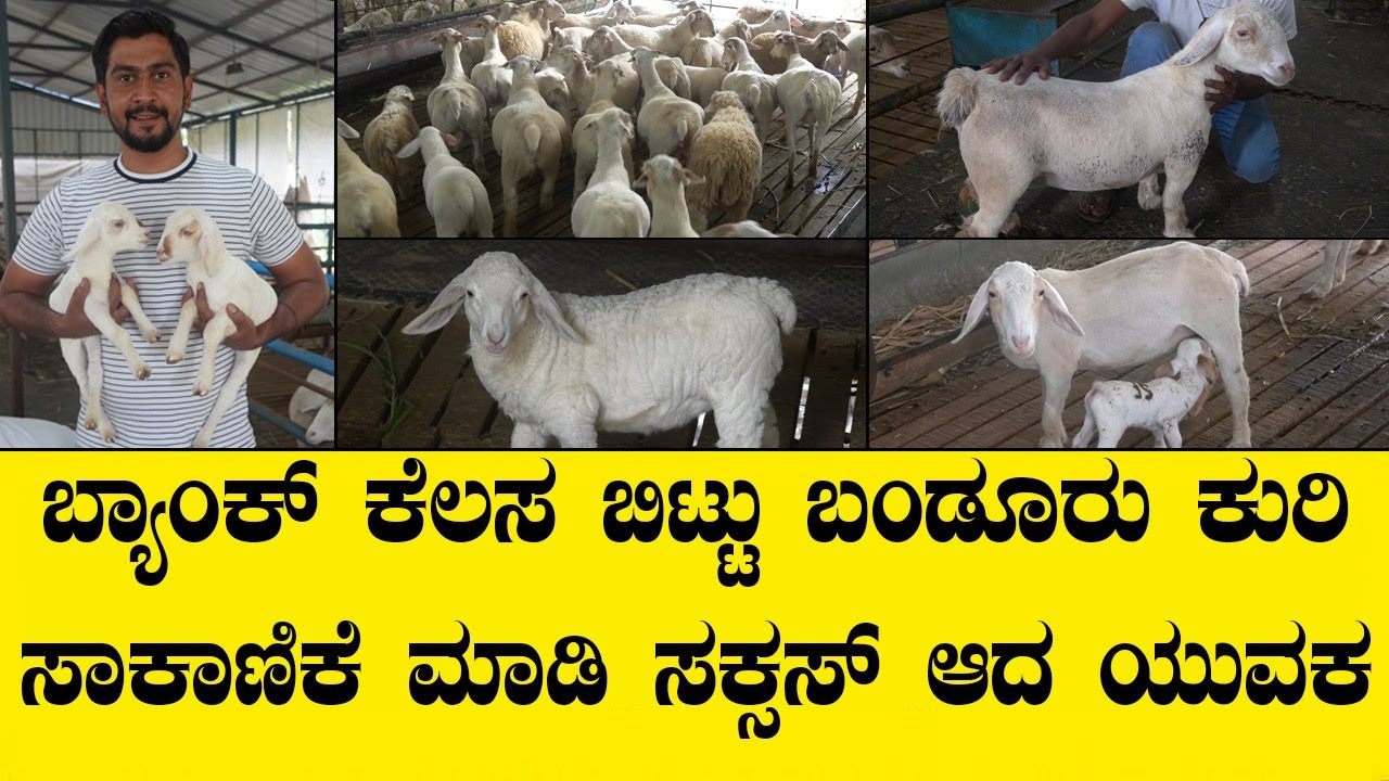 call 9741590829 ಬ್ಯಾಂಕ್ ಕೆಲಸ ಬಿಟ್ಟು ಬಂಡೂರು ಕುರಿ ಸಾಕಾಣಿಕೆ ಮಾಡಿ ಸಕ್ಸಸ್ ಆದ ಯುವಕ|  BANDURU KURI VIDEO