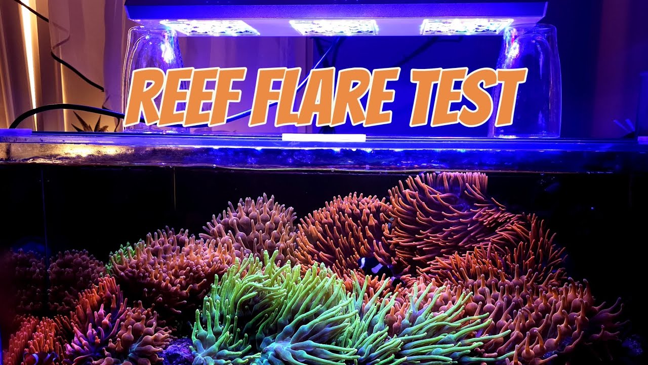 @reeffactory Reef Flare test w AT Corals (Unboxing) / Akwarystyka morska