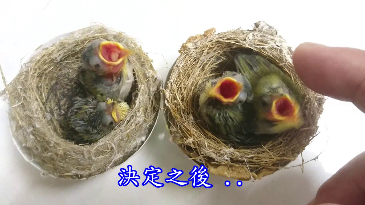溪哥的愛將 - 個人飼養經驗分享、＃野訓綠繡眼、＃綠繡眼窩雛、＃雛鳥養成的簡單照護、養成後野放、鳴唱版配樂