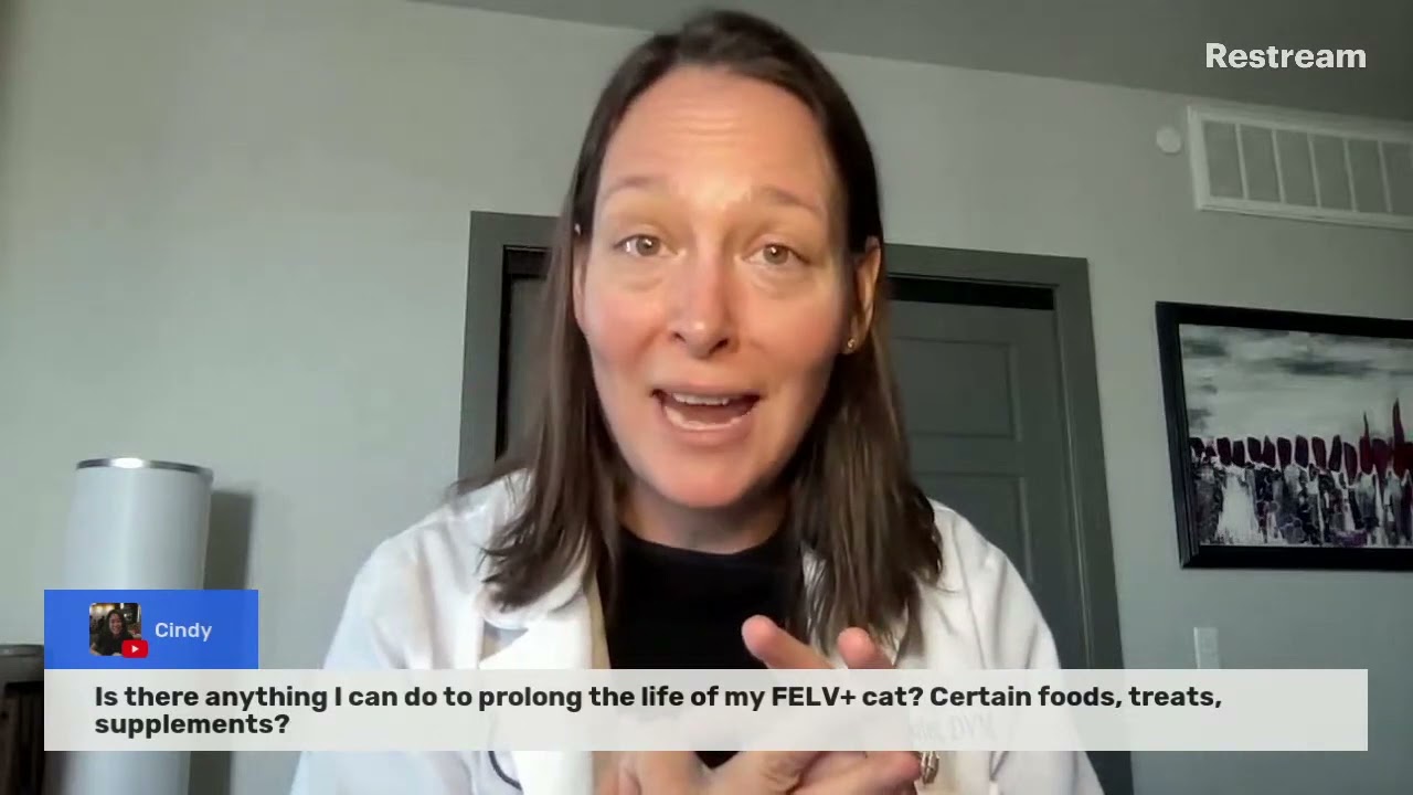 How to prolong the life of FELV+cat (A Vet Explains)