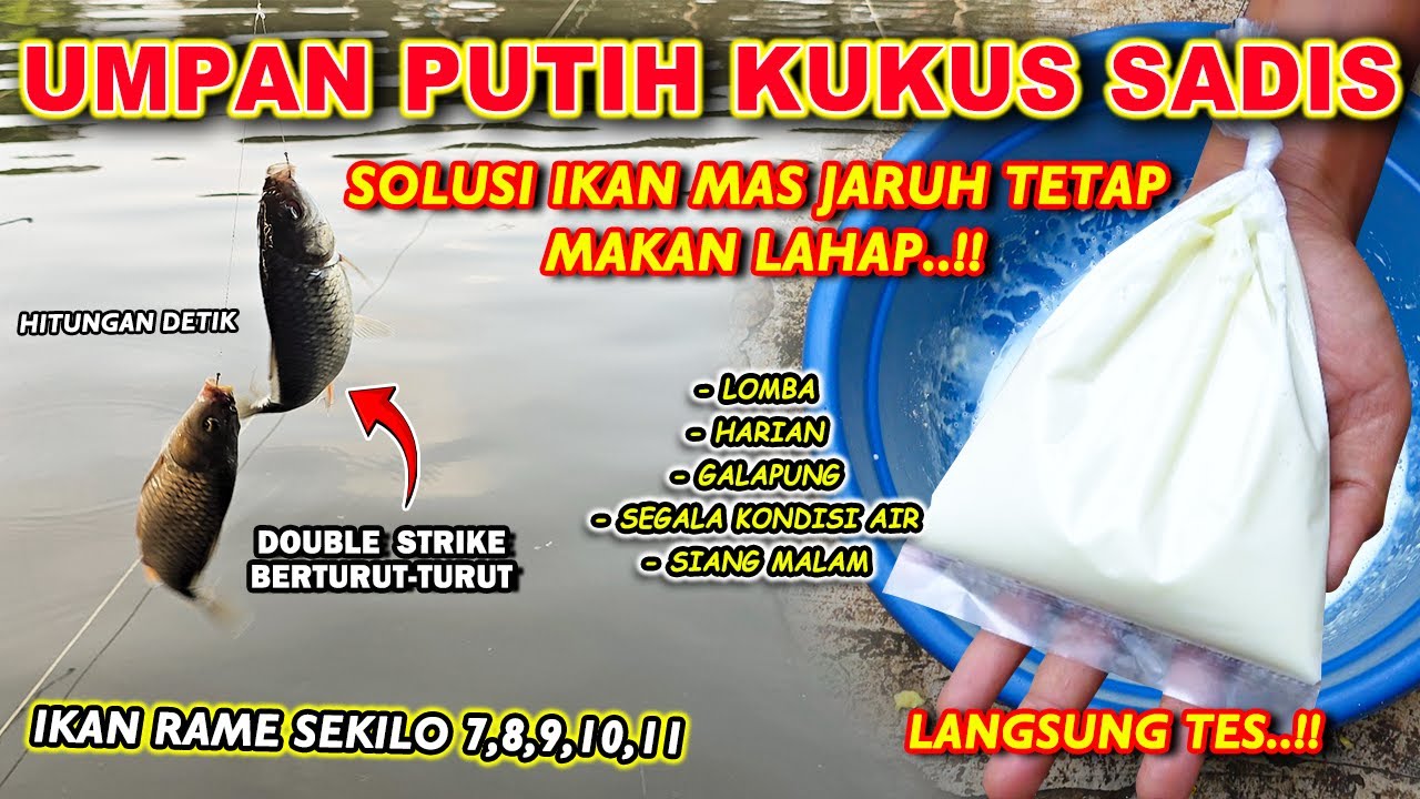 UMPAN KUKUS PENGURAS EMPANG !! RACIKAN UMPAN IKAN MAS SPESIAL IKAN RAME ❗❗ DOUBLE STRIKE TERUS❗❗