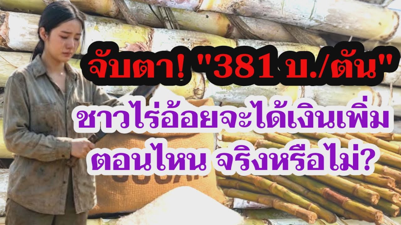 ชาวไร่อ้อยสงสัย 381 บาทต่อตันคือเงินอะไรได้จริงไหม! มาฟังกัน!