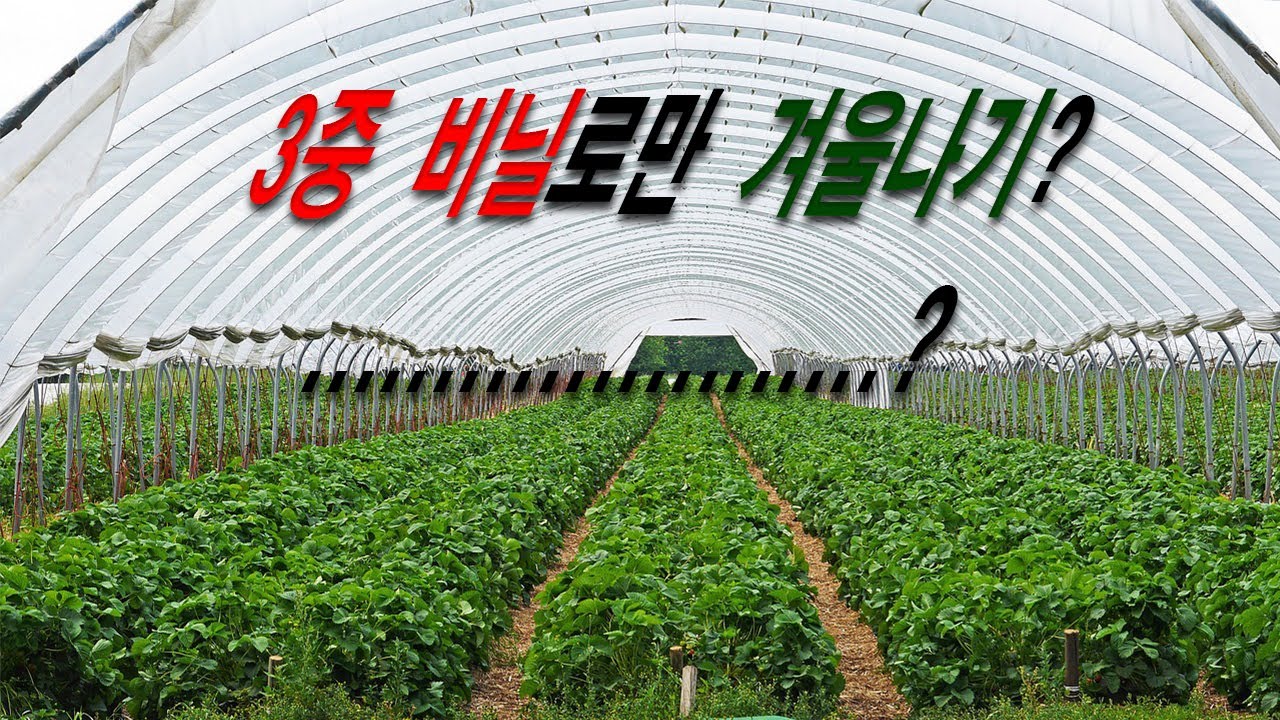 하우스  뽁뽁이 가온?   올바른 농장 안철호