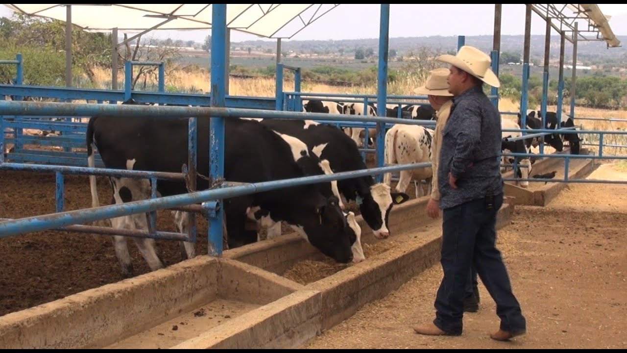 P343 Establo con mucha leche, que avanza, pese a todo