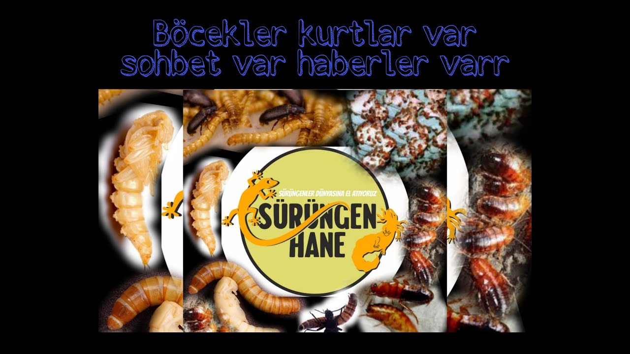 Böcekler Canlı Yemler Temizlik Sohbet ve Haberler