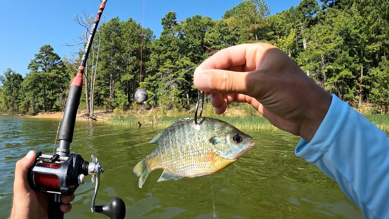Catfishing for Money - Kerr Lake North Carolina