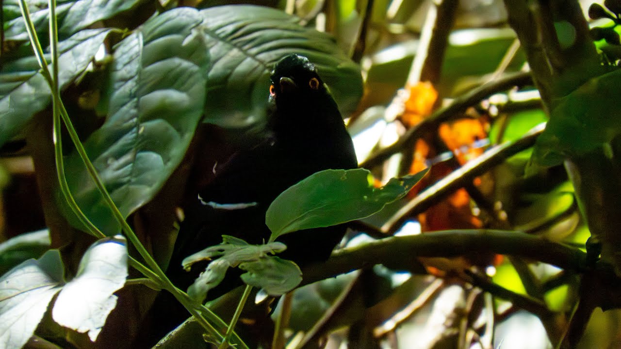 Papa-taoca-do-sul cantando (Pyriglena leucoptera)