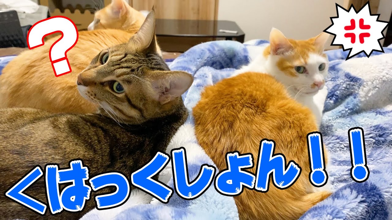 寝てる猫の前でクシャミしたら静かにキレられた…