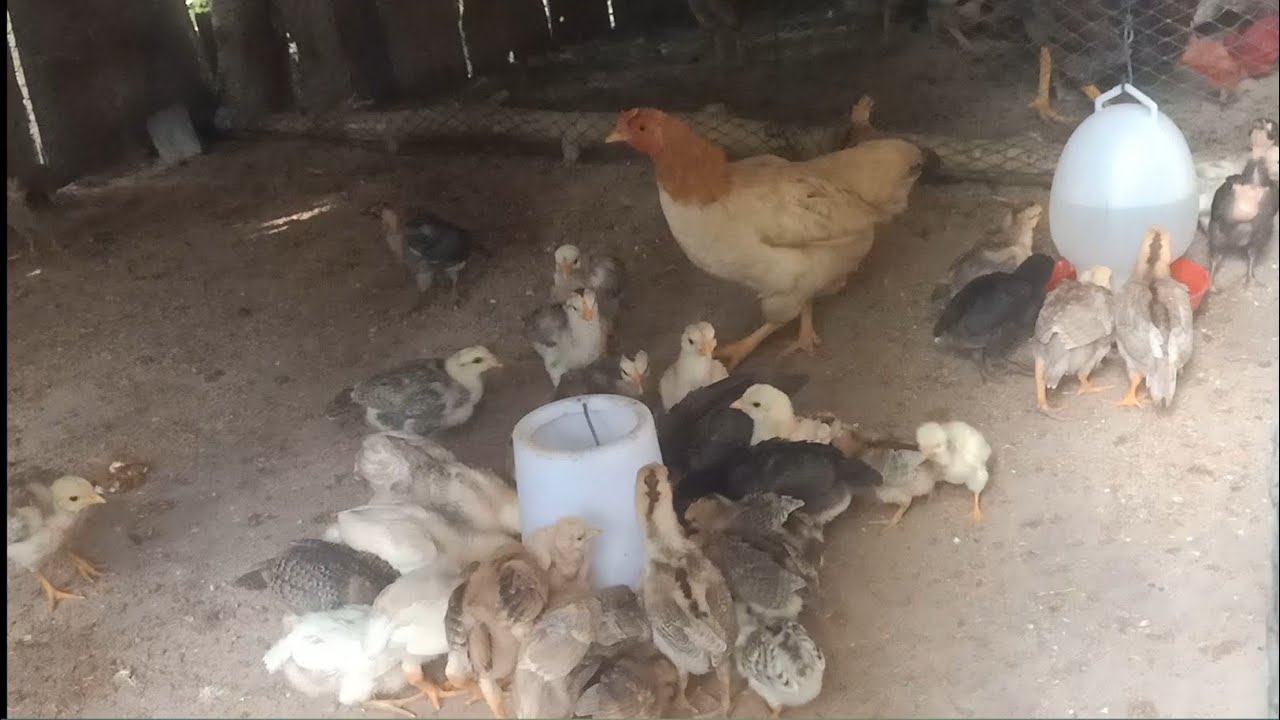 Chicken Version, Divided 2 side_Smaller and Bigger 