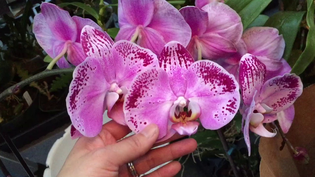 Post Orchid Show Sale