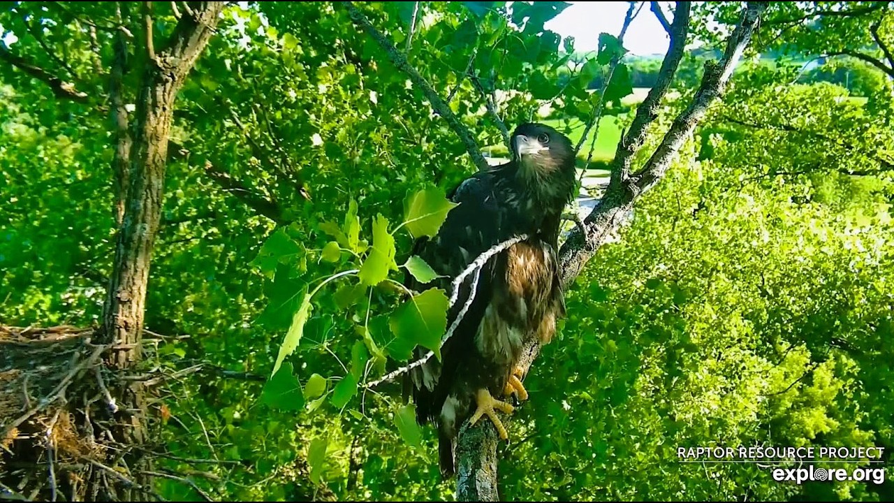 Decorah Eagles: Did DH4 Fledge? Explore.org 6-14-2026