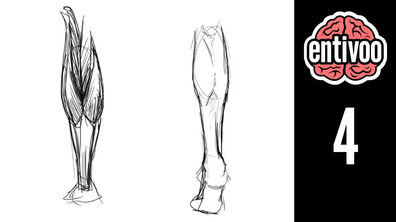 Aprende a dibujar las piernas de una persona