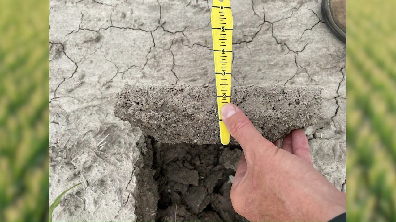 Effects of Heat Stress on Corn
