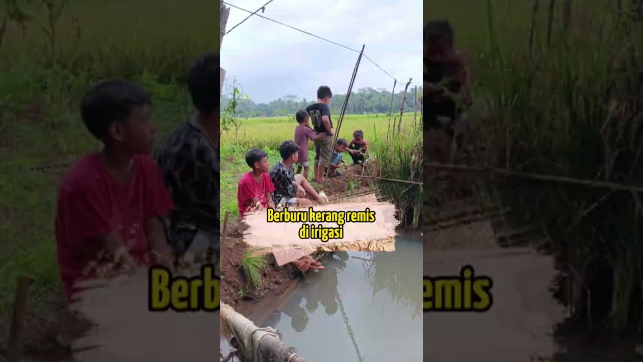 Berburu kerang haremis di irigasi #shorts #suasanapedesaan #suasanakampung #nature #kaulinanbarudak 