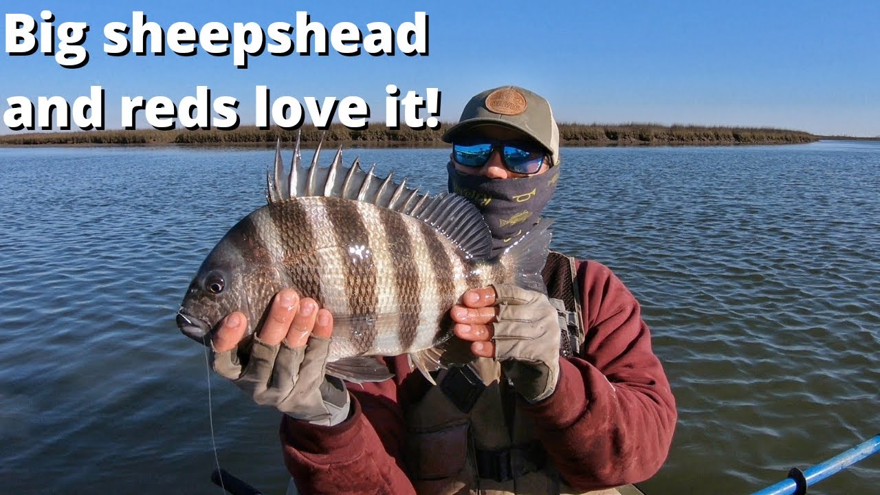 Freelining Fiddler Crabs Around Dock Pilings Makes For Some Fast Action!