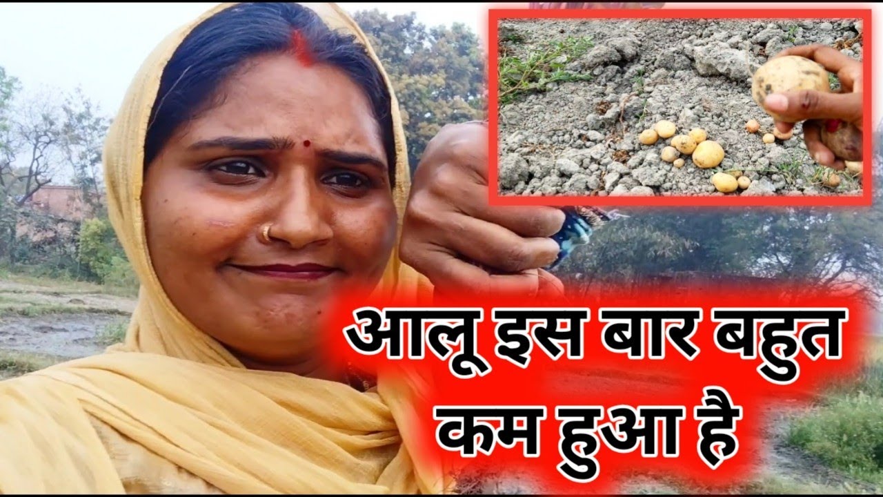 आलू इस बार बहुत कम हुआ #vlog #familychannel #vlog 