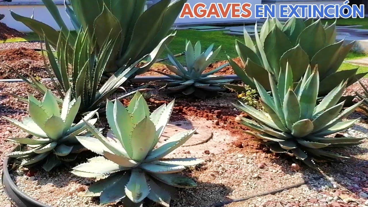 recorrido de un jardín de agaves chuyito jardinero