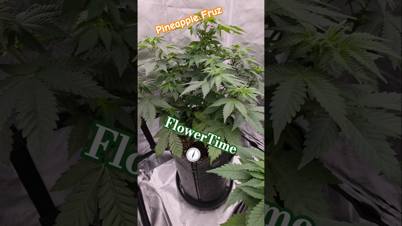 Flower Week Cannabis | Pineapple Fruz | Week1 | #shortvideo #420germany #nachtfalterag #viralshorts