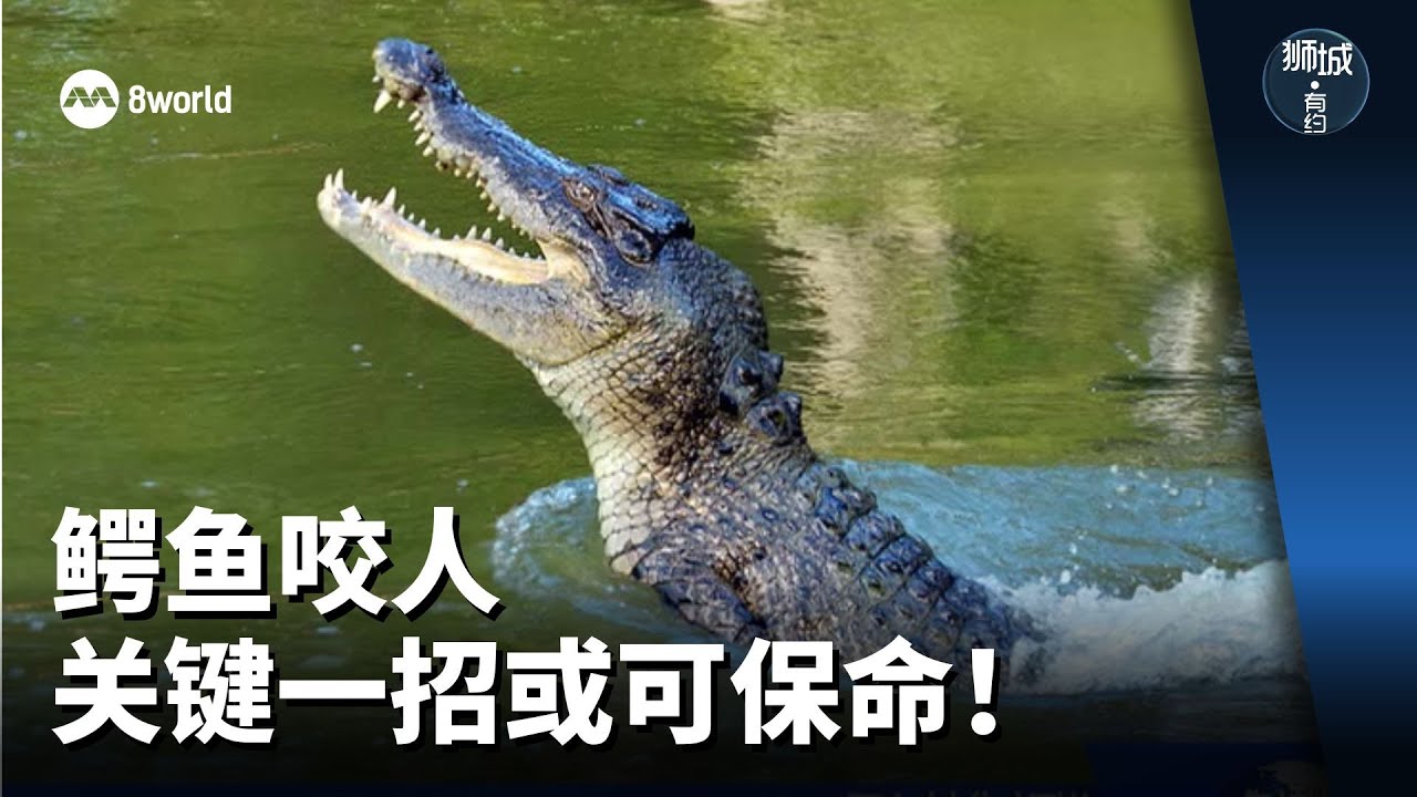 狮城有约 | 被鳄鱼攻击该如何击退？