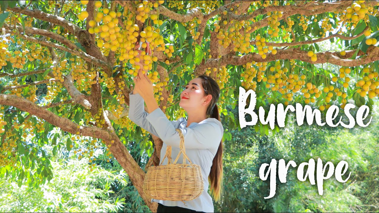 Have you ever taste Burmese grape raw salad | Extreme sour food deserved