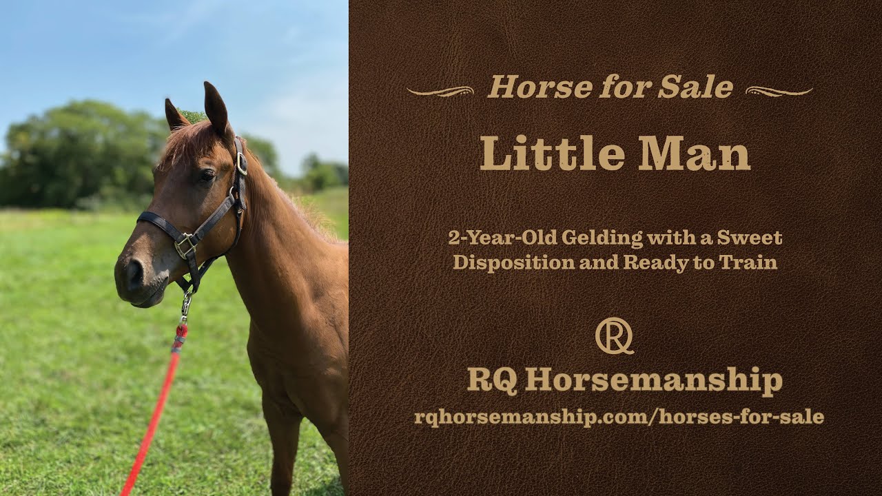 2-Year-Old Gelding with Sweet Disposition [Horse for Sale]