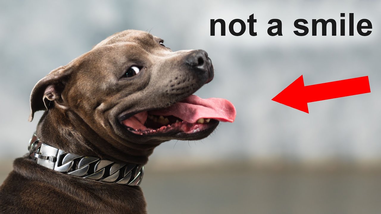 The Real Reason Dogs 