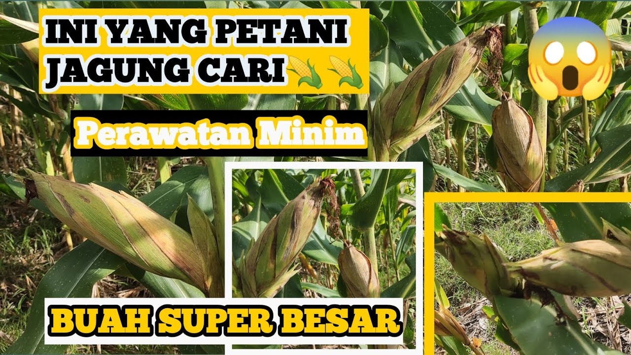 🔴Jangan Lewatkan Video ini, Jika anda Seorang Petani jagung🌽! #pupukjagung #tanamanjagung  #jagung