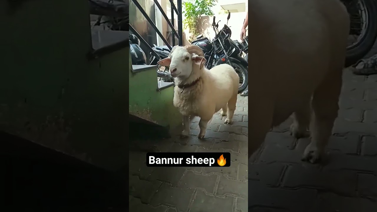 bannur sheep🐑🔥 (pls like, subscribe, share and support the channel!)