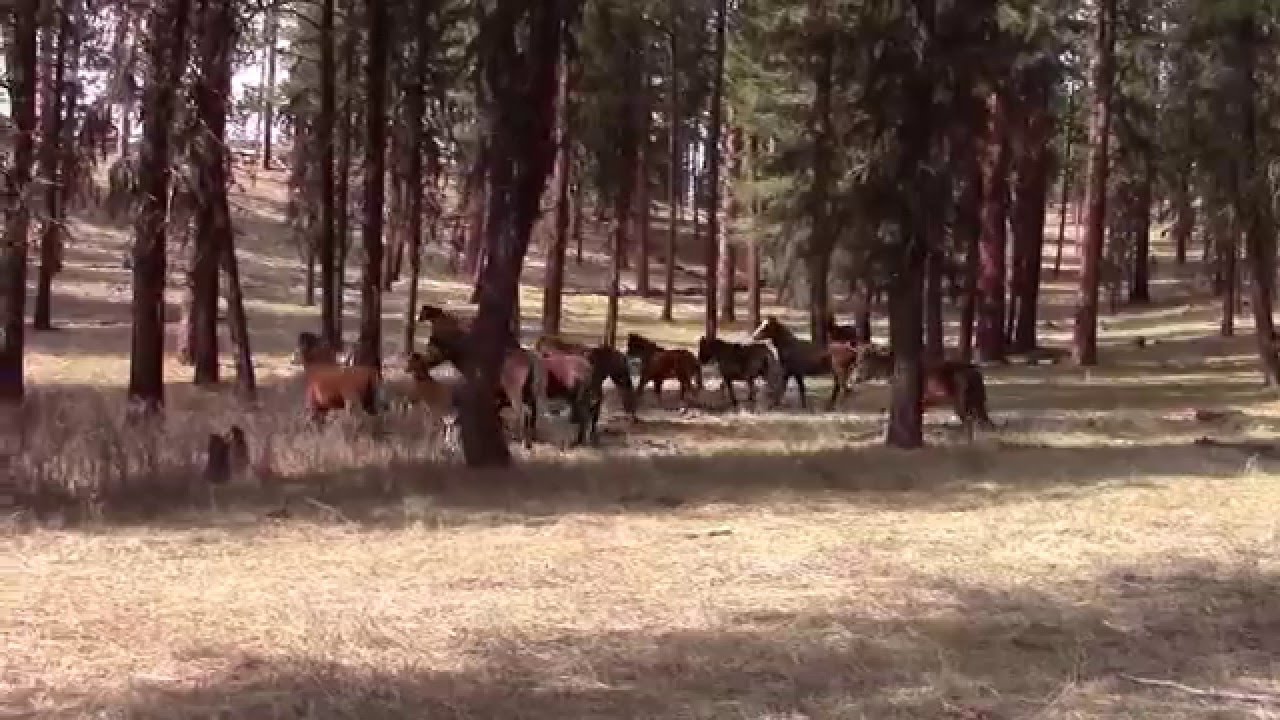Ochoco Mustangs- 