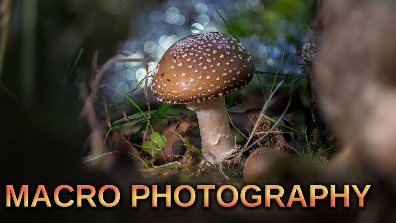 Woodland macro adventure