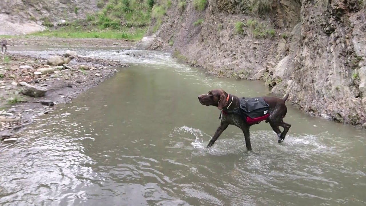 German Shorthaired Pointer Hiking
