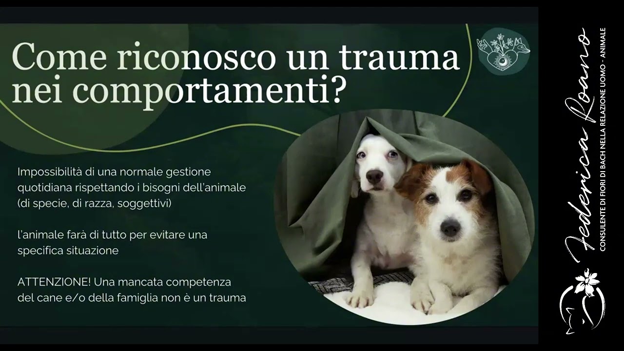 Importanti osservazioni sui diritti del cane e del gatto e sui suoi comportamenti