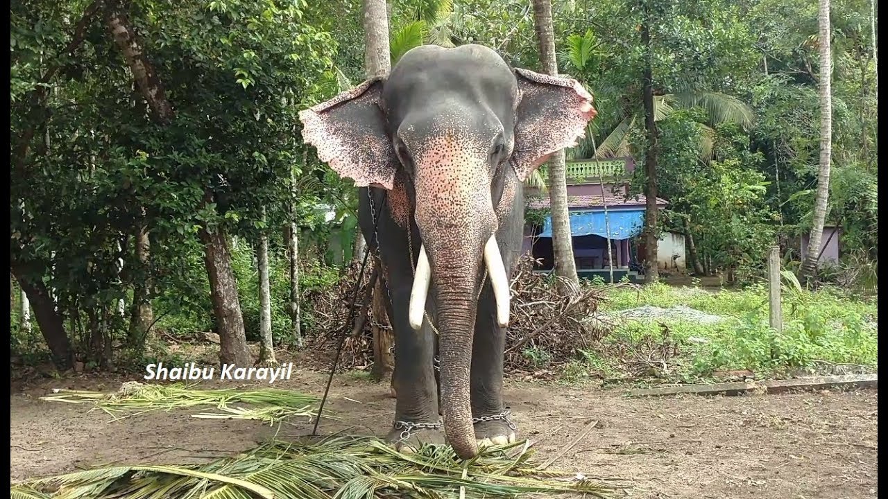 കൊളക്കാടൻ ഗണപതി | KOLAKADAN GANAPATHY ELEPHANT