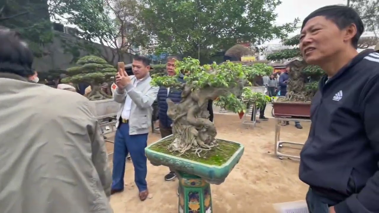 Cây cảnh Chợ Viềng - Nam Trực - Nam Định 2025 #caycanh #bonsai #2025 #sanhnamdien #lễhội