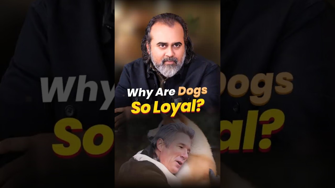 Why Are Dogs So Loyal? || Acharya Prashant