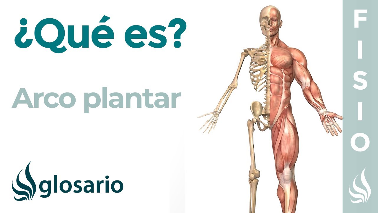 ARCO PLANTAR | Qué es, ubicación, estructuras que lo forman, función y lesiones